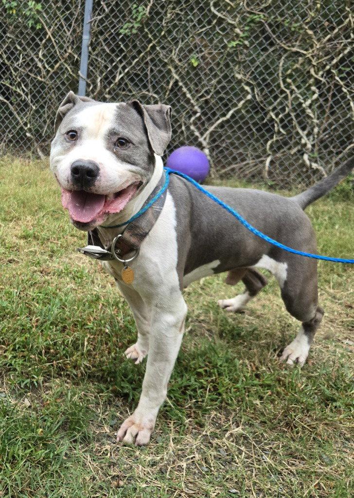 DA 2 Owen, Adoptable, Adult Male Pit Bull Terrier.