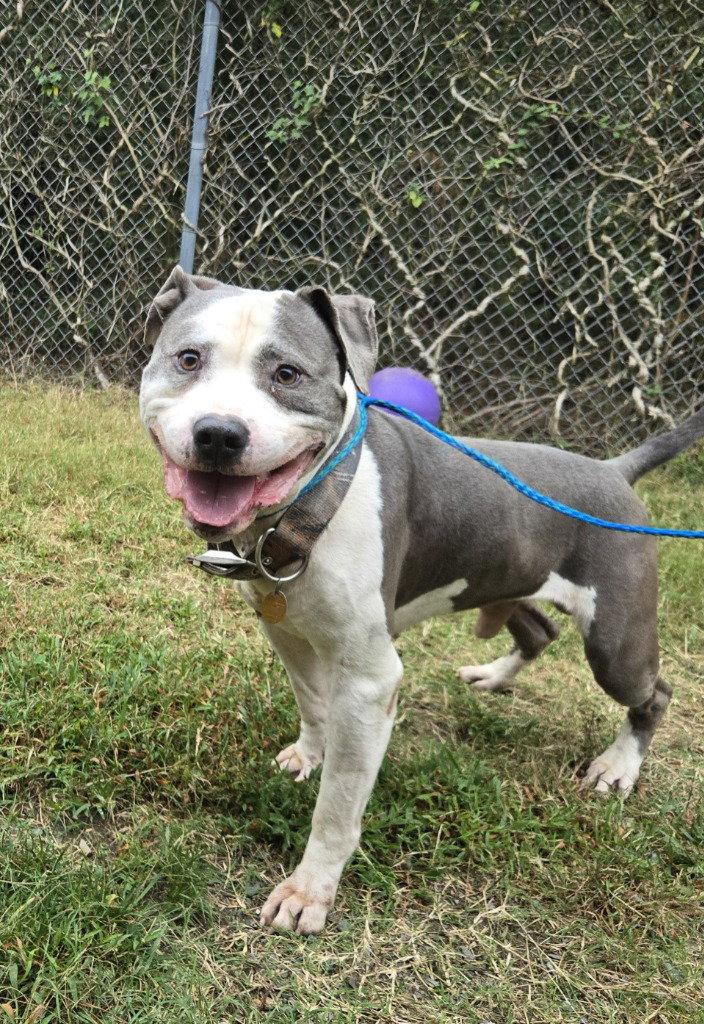 Enlarge DA 2 Owen, a Adoptable Pit Bull Terrier in Glen Allen, VA image 2/2