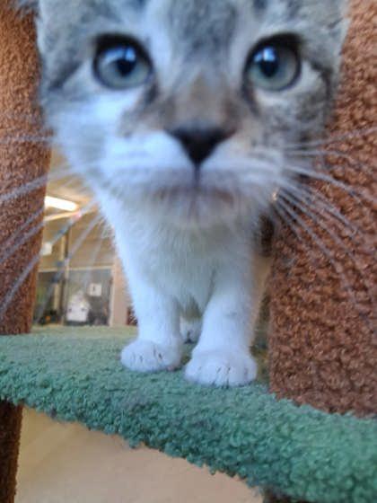 Enlarge Toffee, a Adoptable mixed breed in Scottsbluff, NE image 1/3