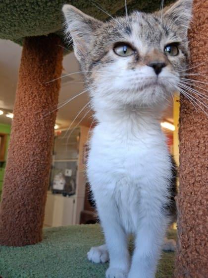 Enlarge Toffee, a Adoptable mixed breed in Scottsbluff, NE image 2/3