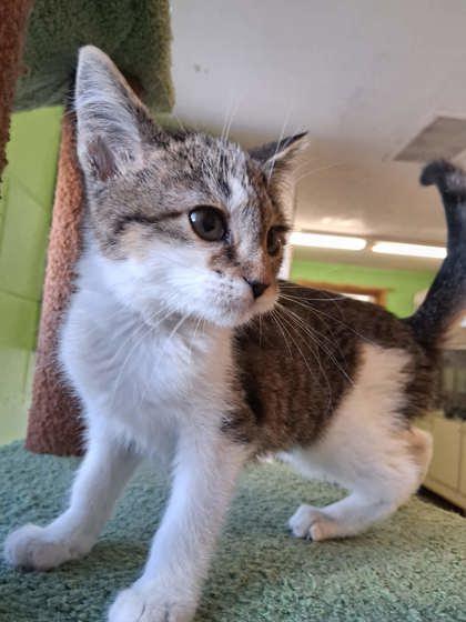 Enlarge Toffee, a Adoptable mixed breed in Scottsbluff, NE image 3/3