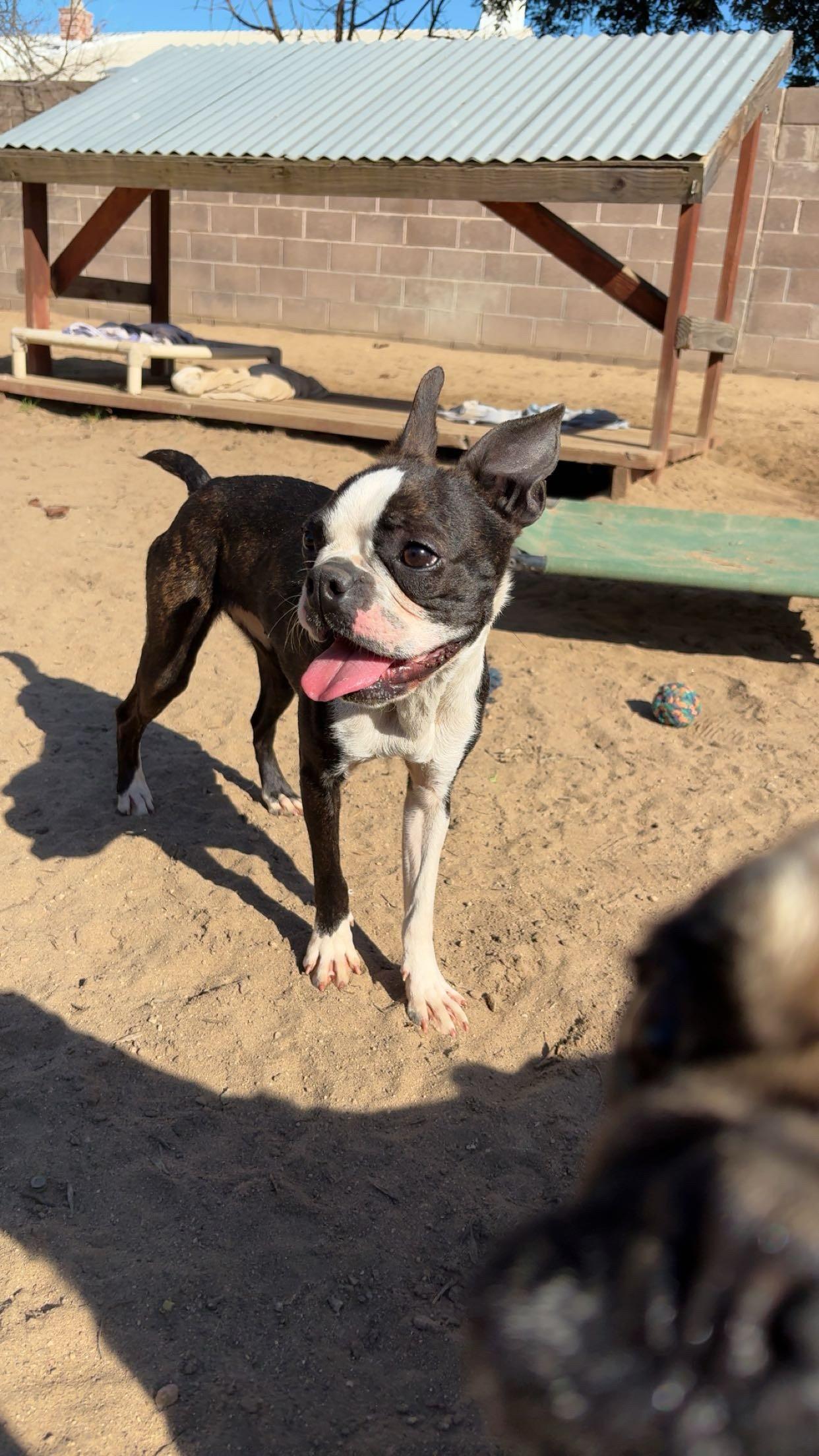 LOLA, Adoptable, Young Female Boston Terrier.