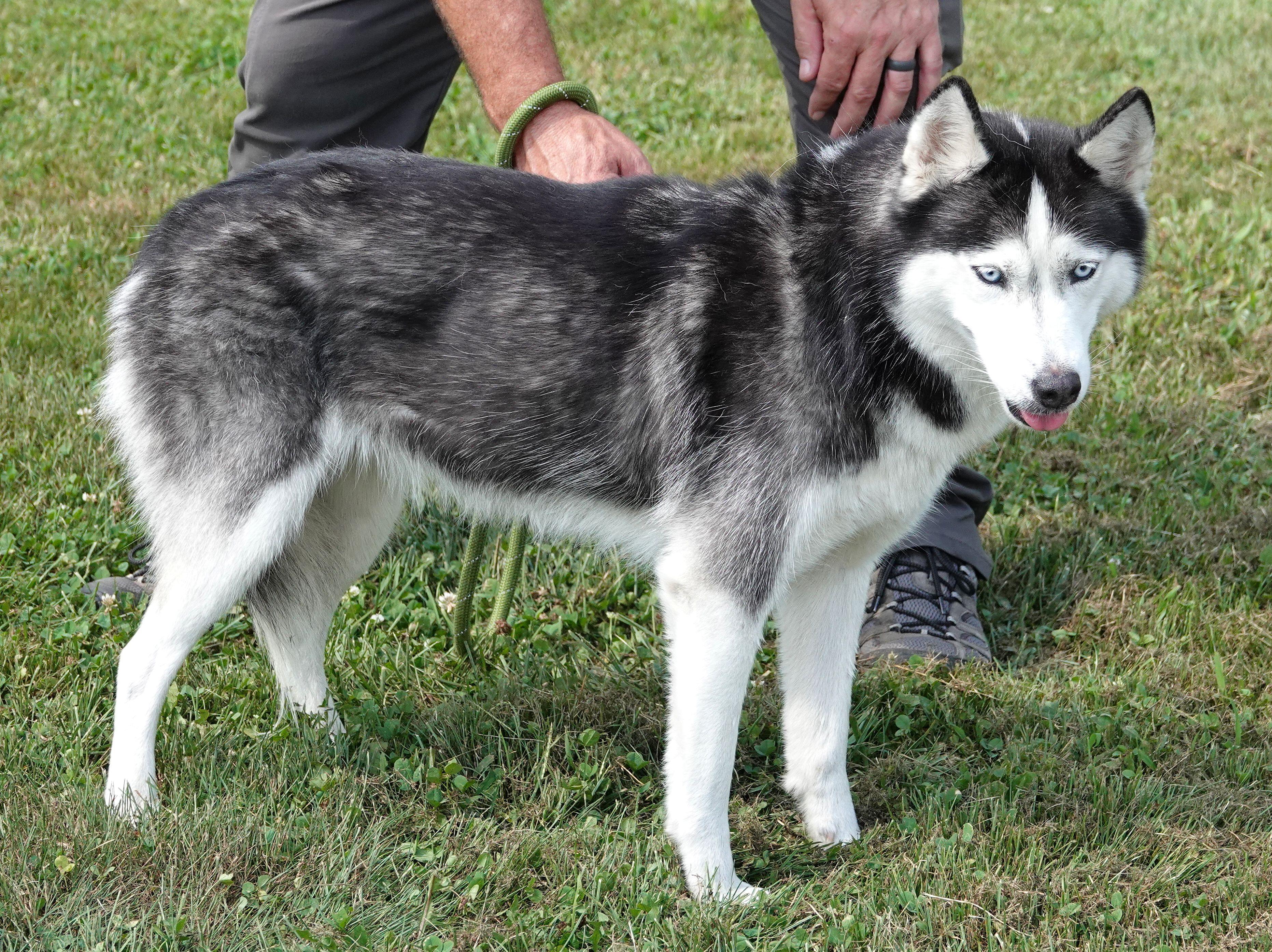 Enlarge Stella - CLAIMED BY FAMILY, an adopted Husky in Millfield, OH image 3/3