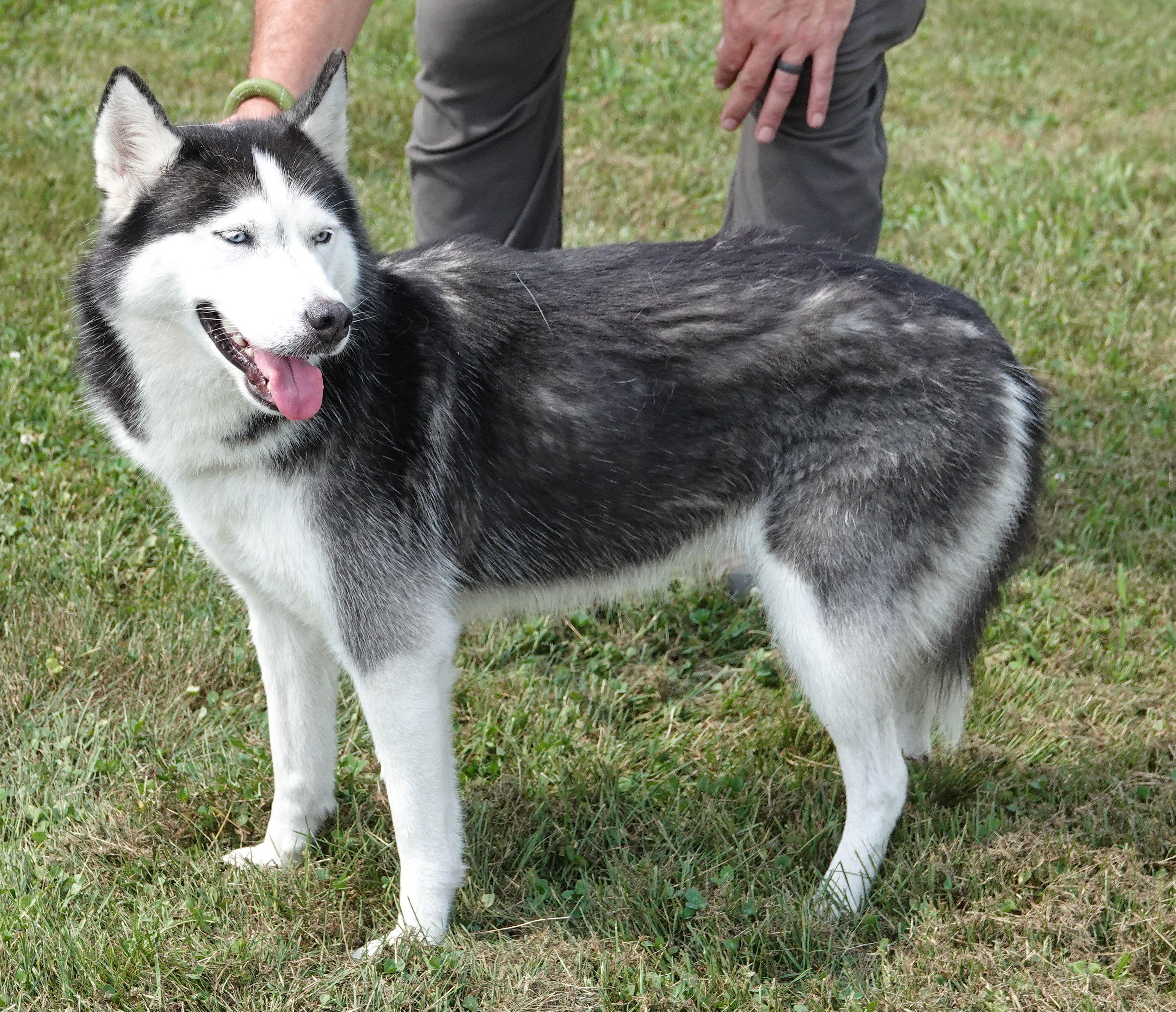 Enlarge Stella - CLAIMED BY FAMILY, an adopted Husky in Millfield, OH image 2/3
