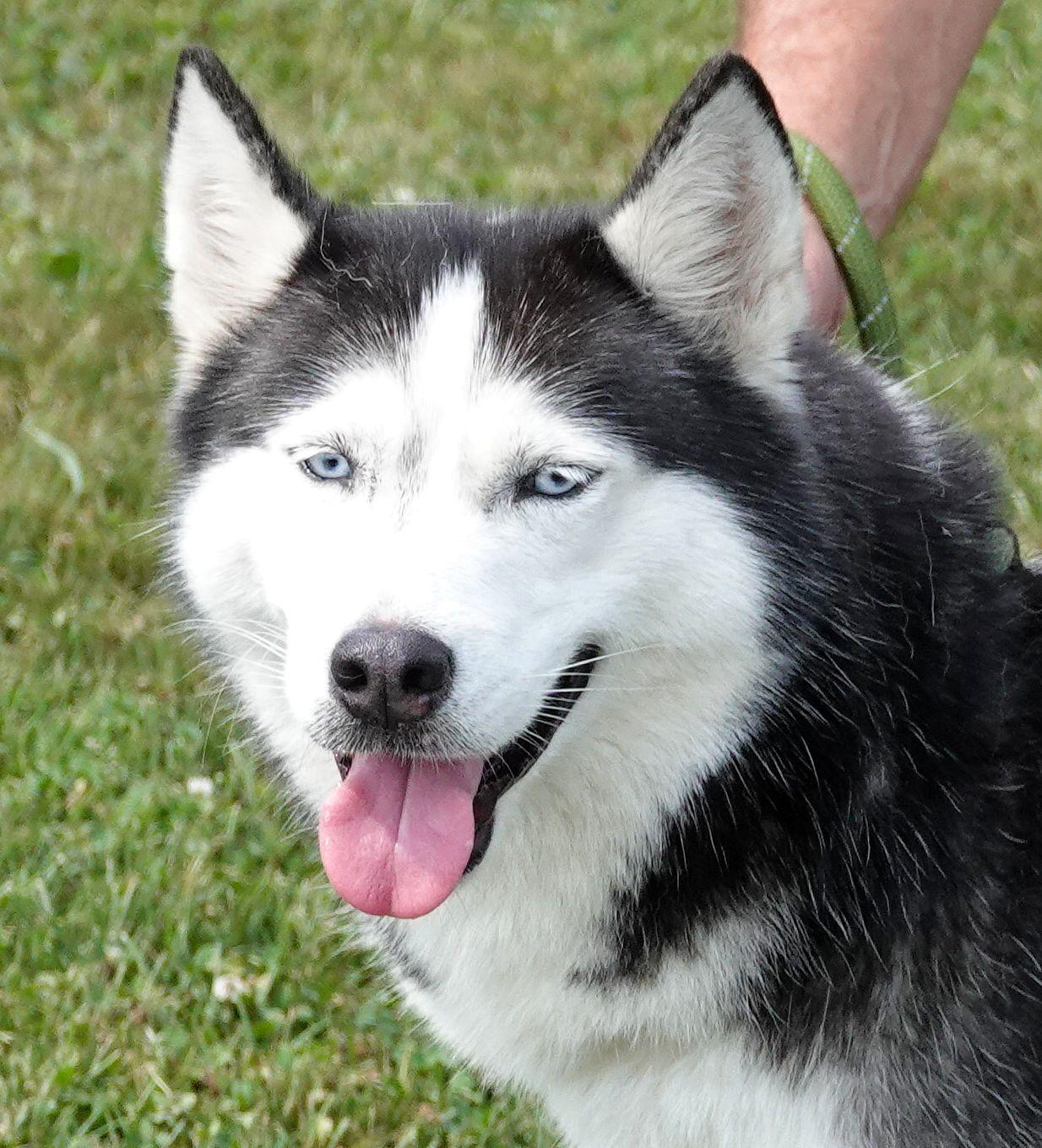 Stella - CLAIMED BY FAMILY, adopted, Adult Female Husky.