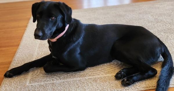 Bonnie, Adoptable, Young Female Mixed Breed.