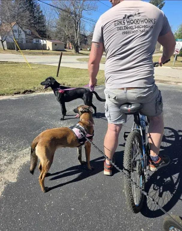 Enlarge Bonnie, a Adoptable mixed breed in Grand Rapids, MI image 1/6