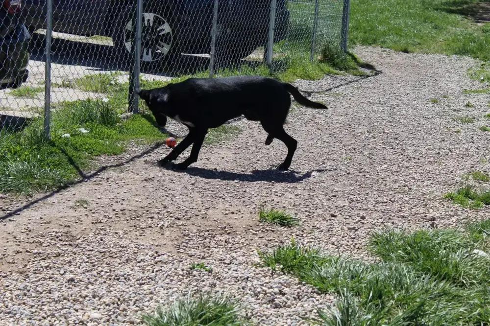 Bonnie, Adoptable, Adult Female Mixed Breed.