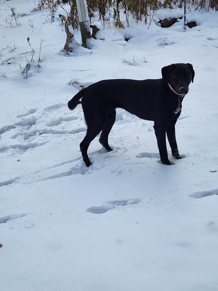 Enlarge Bonnie, a Adoptable mixed breed in Grand Rapids, MI image 2/6