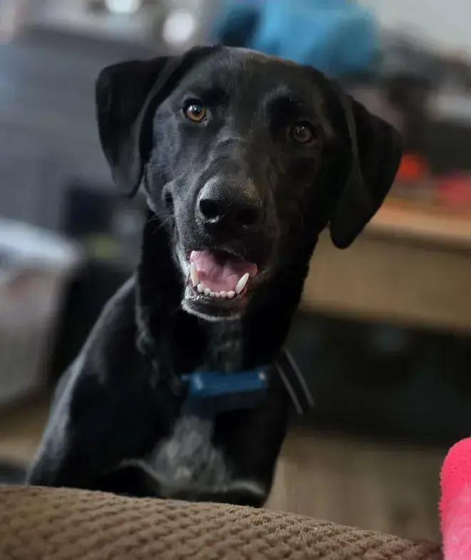 Enlarge Bonnie, a Adoptable mixed breed in Grand Rapids, MI image 2/6