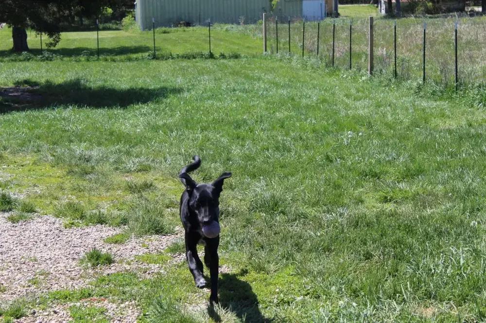 Bonnie, a Adoptable mixed breed in Grand Rapids, MI image 2/6