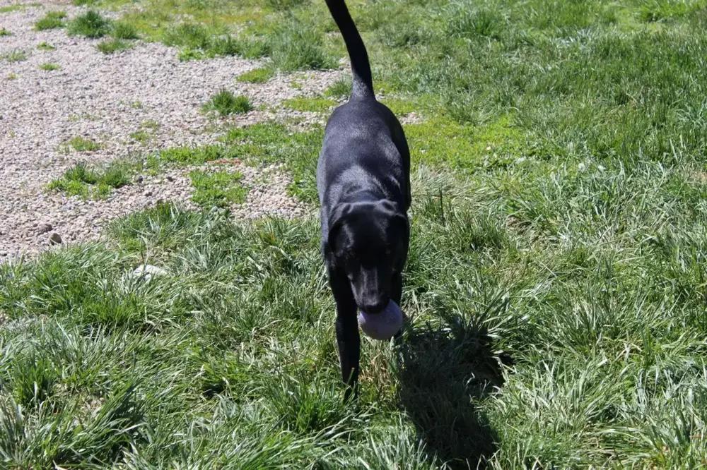 Bonnie, a Adoptable mixed breed in Grand Rapids, MI image 3/6