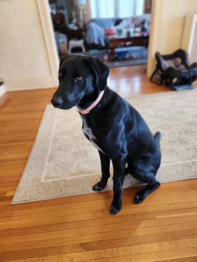 Enlarge Bonnie, a Adoptable mixed breed in Grand Rapids, MI image 3/6