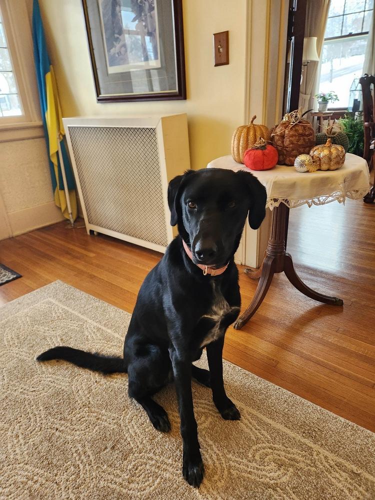 Enlarge Bonnie, a Adoptable mixed breed in Grand Rapids, MI image 4/6