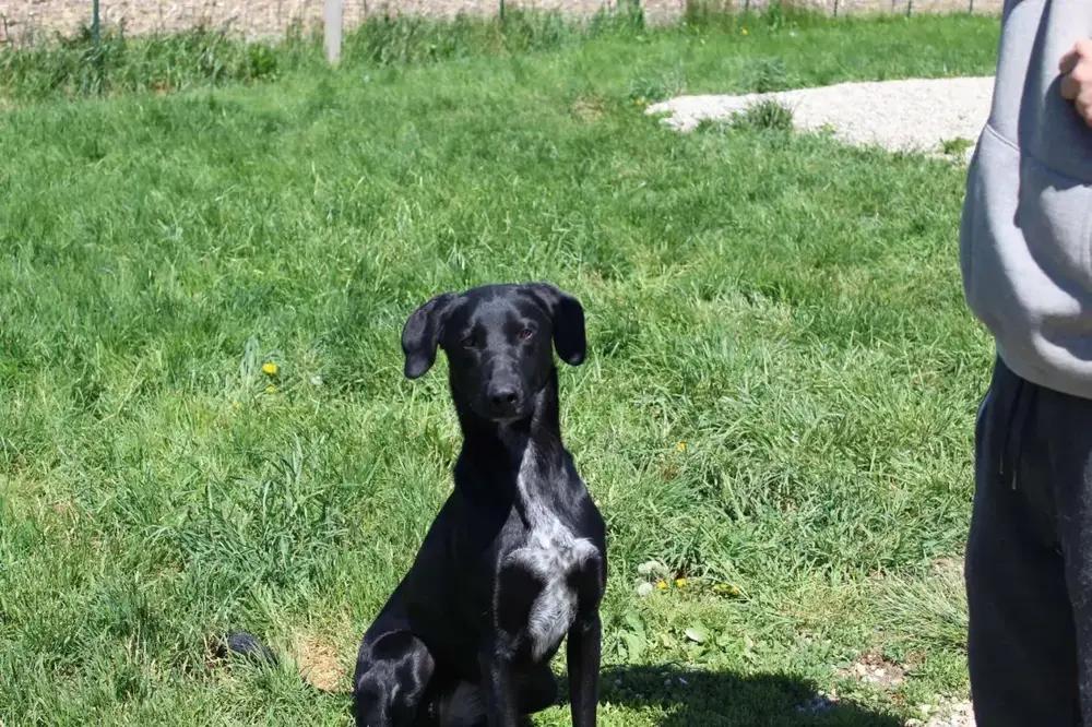 Bonnie, a Adoptable mixed breed in Grand Rapids, MI image 4/6