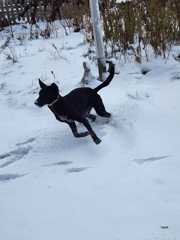 Enlarge Bonnie, a Adoptable mixed breed in Grand Rapids, MI image 5/6