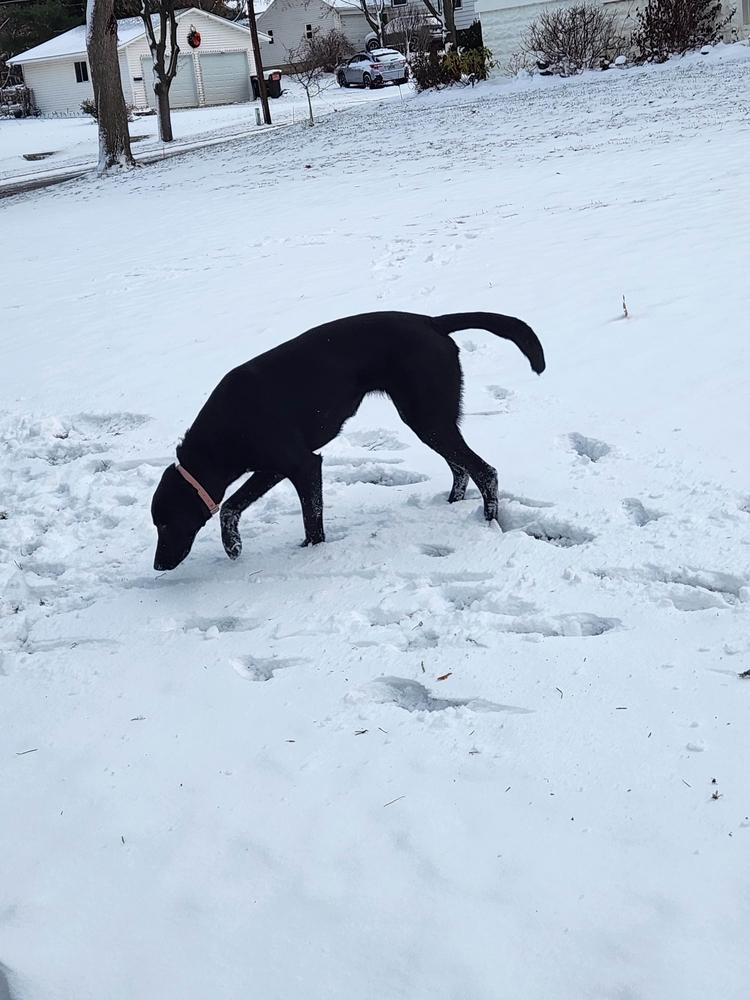 Enlarge Bonnie, a Adoptable mixed breed in Grand Rapids, MI image 6/6