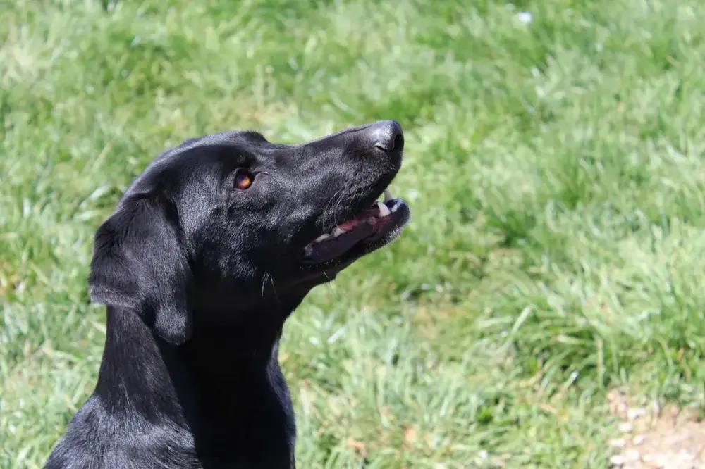 Bonnie, a Adoptable mixed breed in Grand Rapids, MI image 5/6