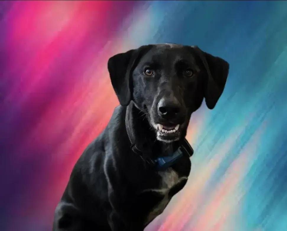 Enlarge Bonnie, a Adoptable mixed breed in Grand Rapids, MI image 5/6