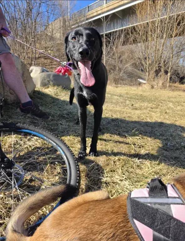 Enlarge Bonnie, a Adoptable mixed breed in Grand Rapids, MI image 6/6