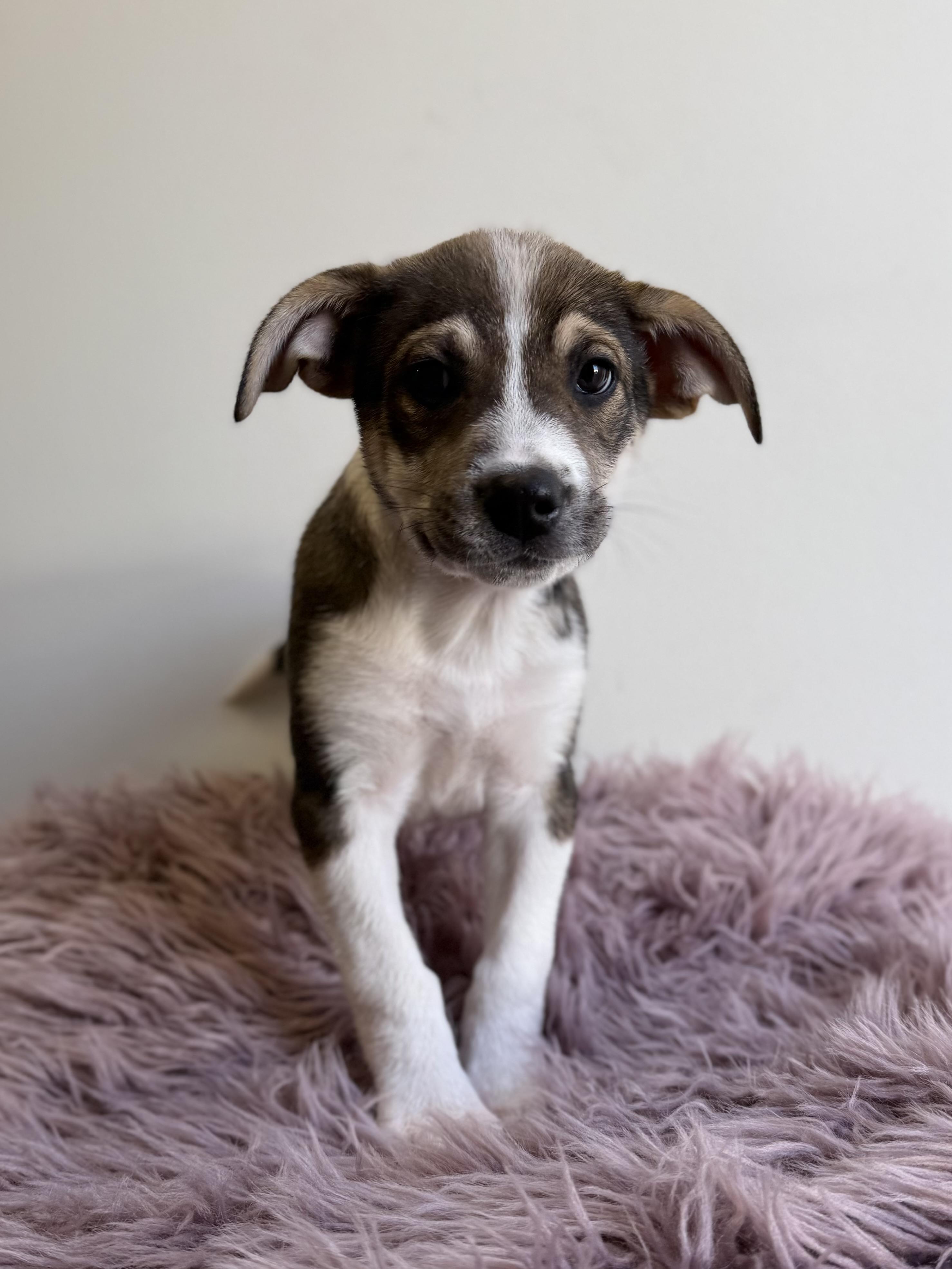 Gobo, an adopted mixed breed in Eagle, CO image 4/6