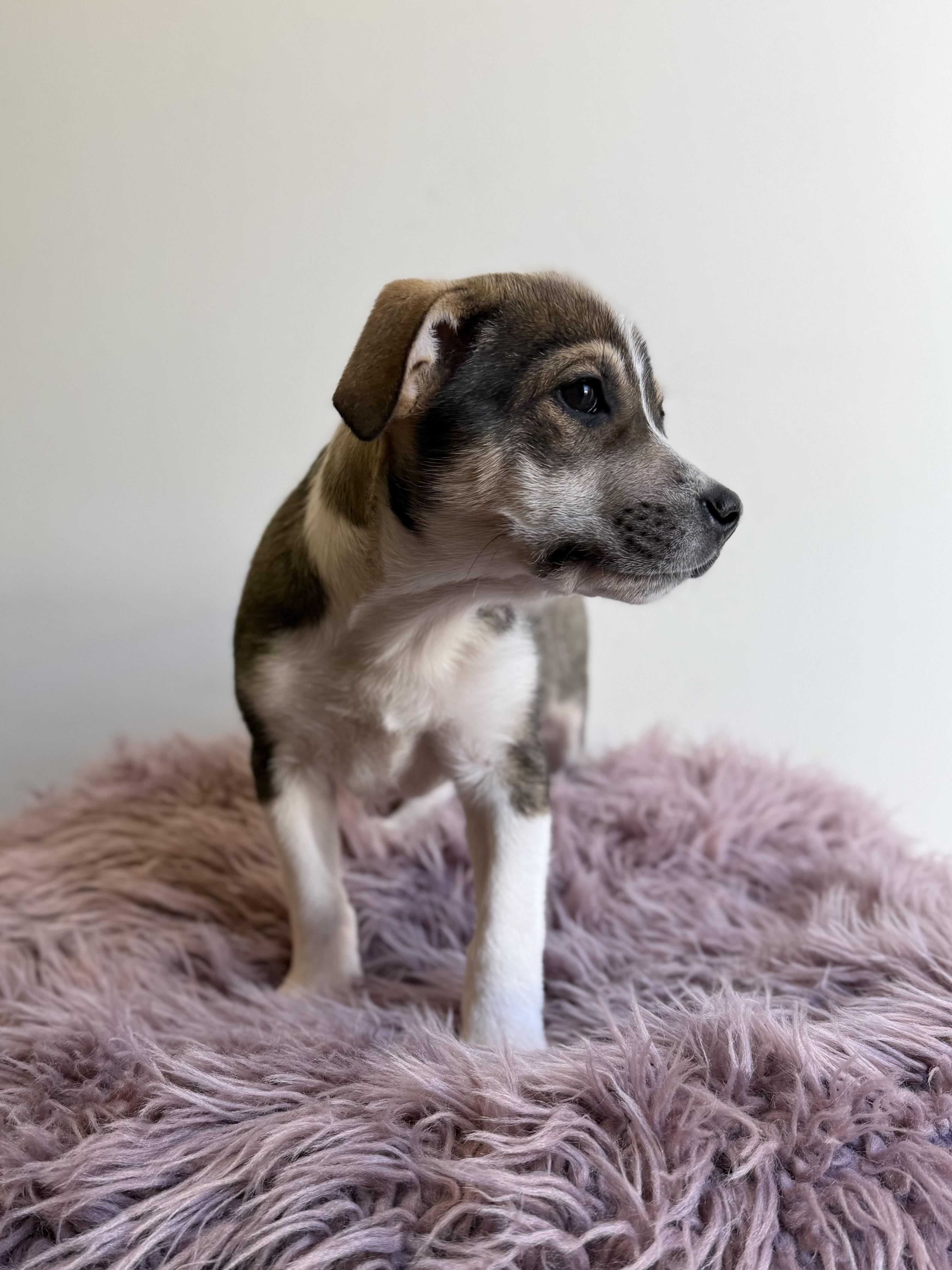 Gobo, an adopted mixed breed in Eagle, CO image 5/6