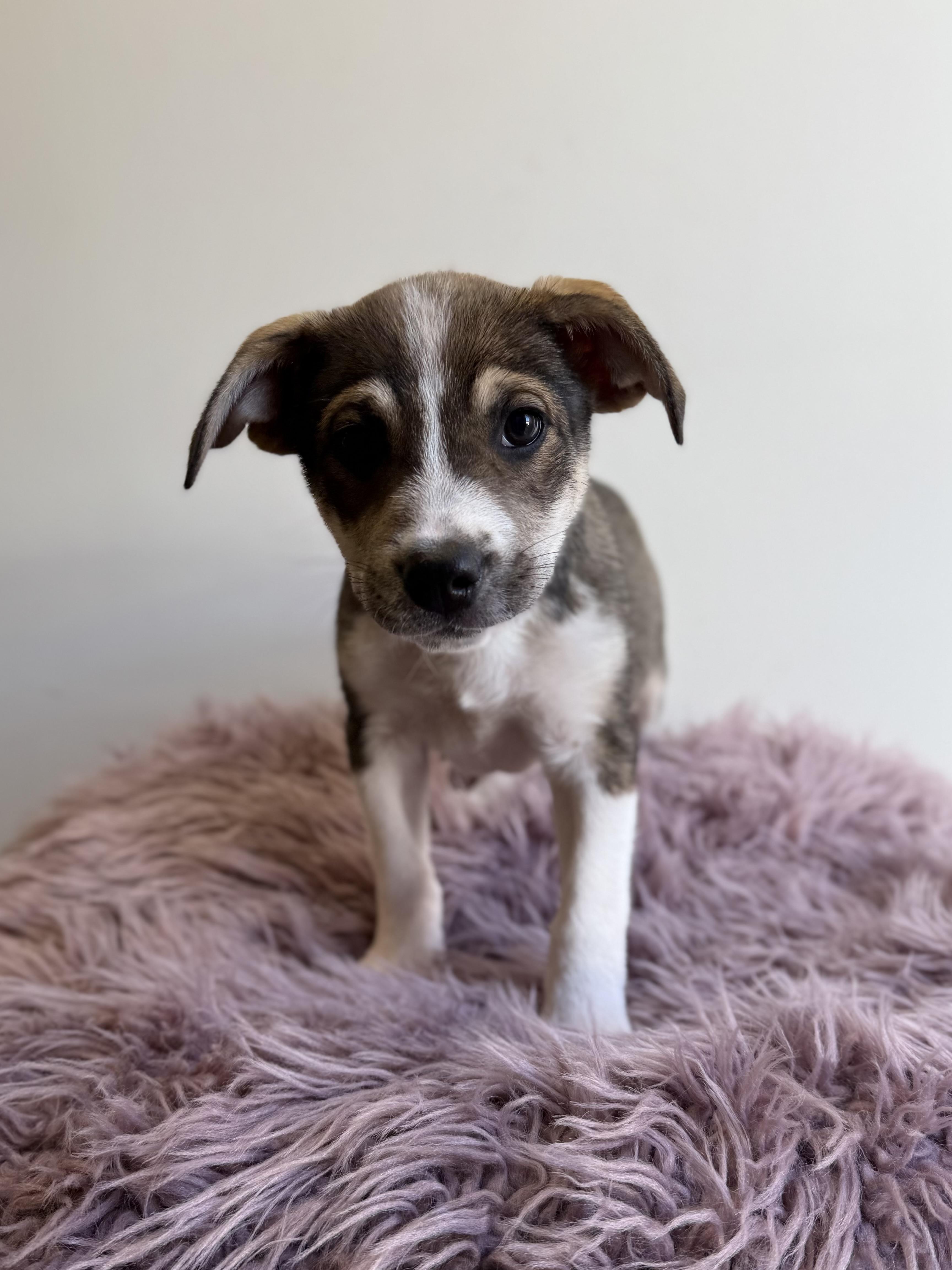 Gobo, adopted, Puppy Female Terrier & Border Collie.