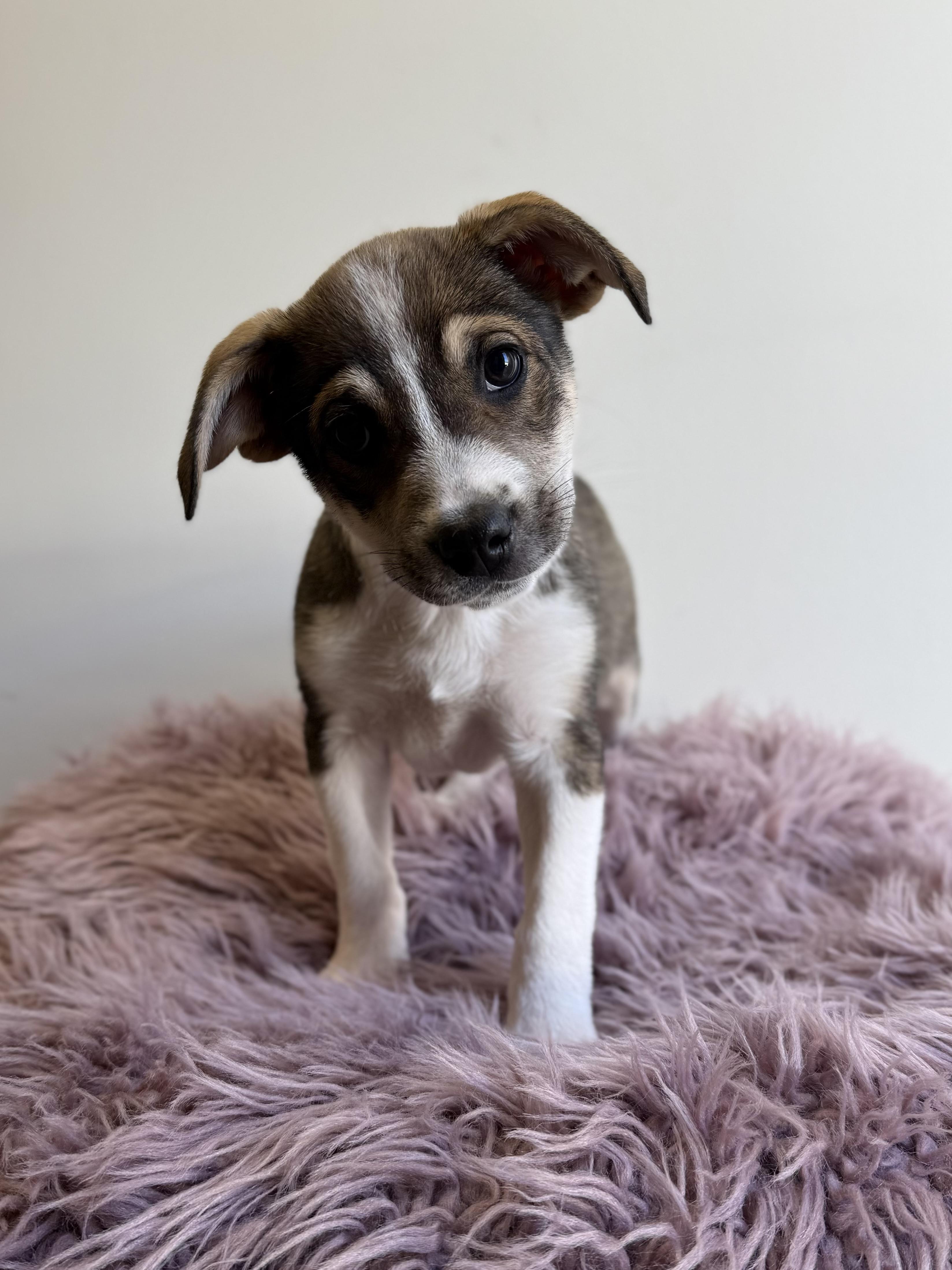 Gobo, an adopted mixed breed in Eagle, CO image 3/6