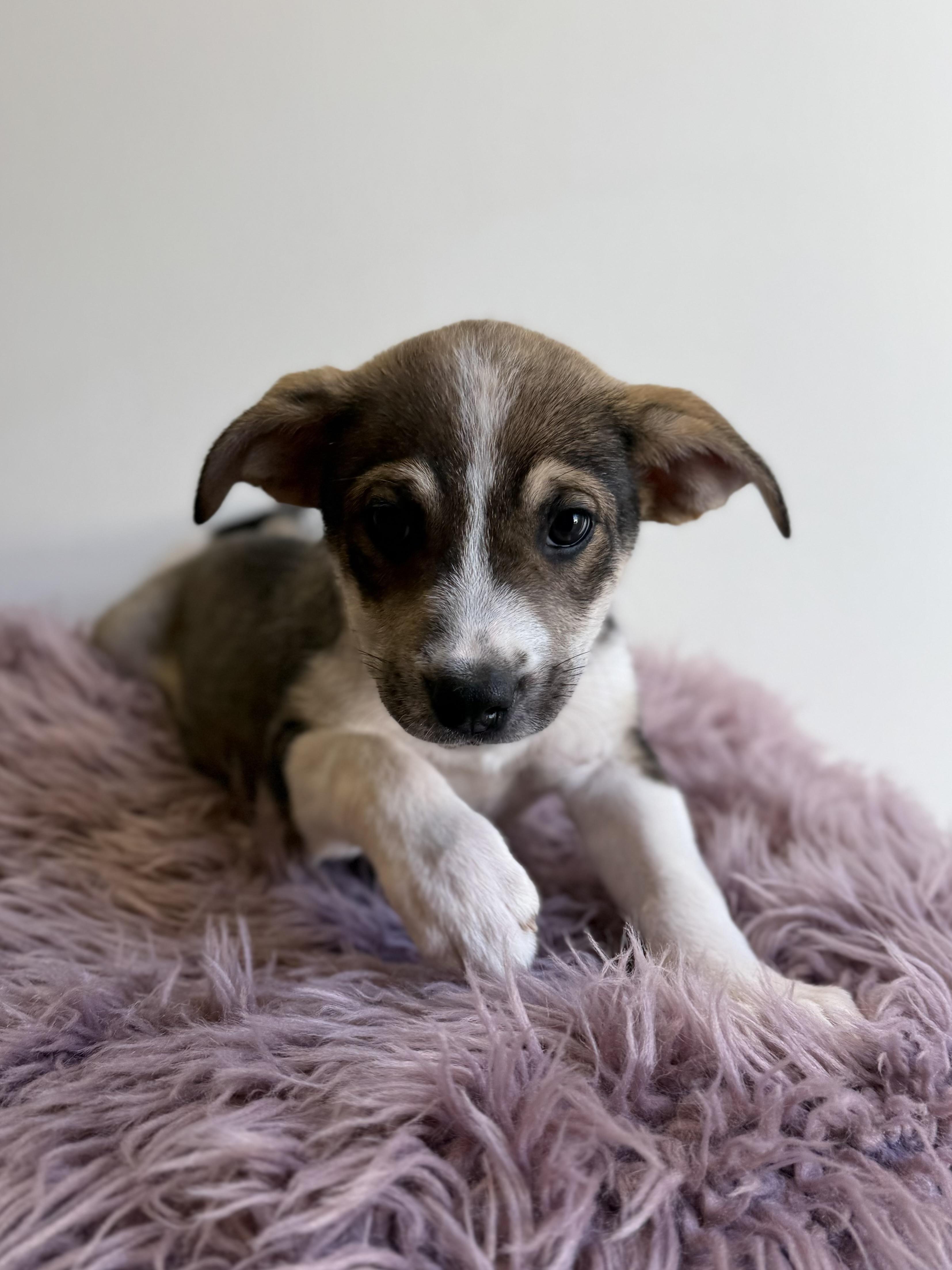 Gobo, an adopted mixed breed in Eagle, CO image 6/6