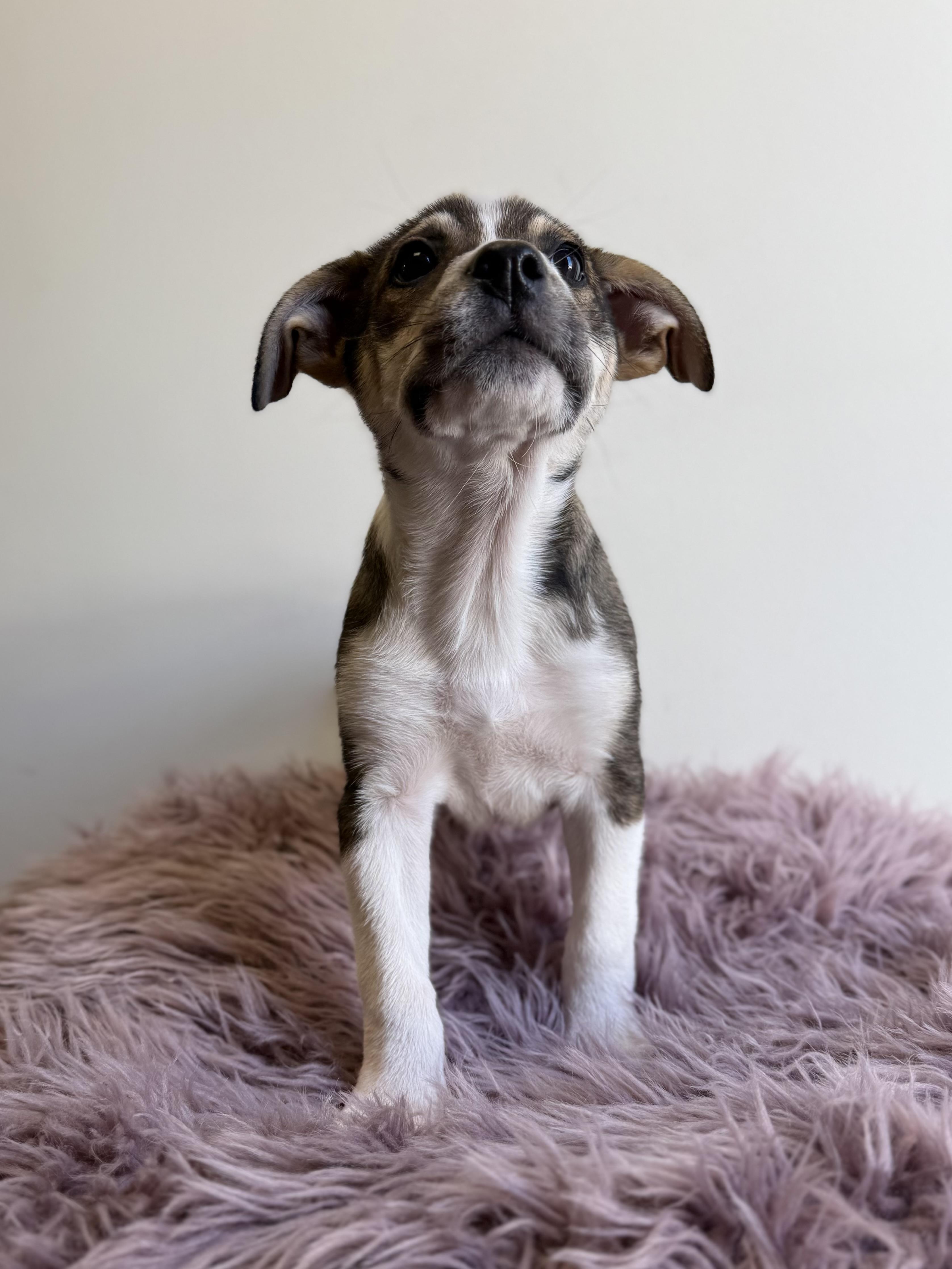 Gobo, an adopted mixed breed in Eagle, CO image 2/6