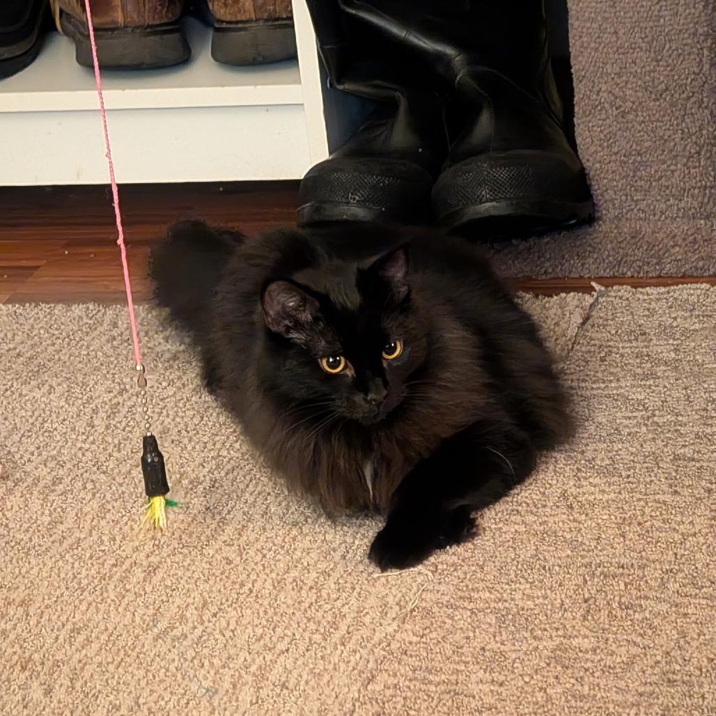 Enlarge Periwinkle, a Adoptable Domestic Long Hair in Priest River, ID image 3/5