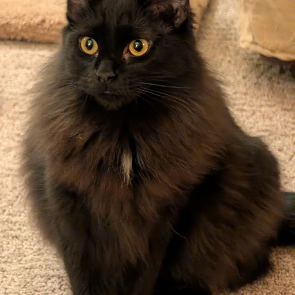Enlarge Periwinkle, a Adoptable Domestic Long Hair in Priest River, ID image 4/5