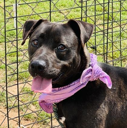 Symone $85, Adoptable, Young Female Labrador Retriever & Mixed Breed.