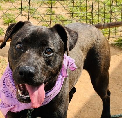 Enlarge Symone $85, a Adoptable mixed breed in Seneca, SC image 2/3
