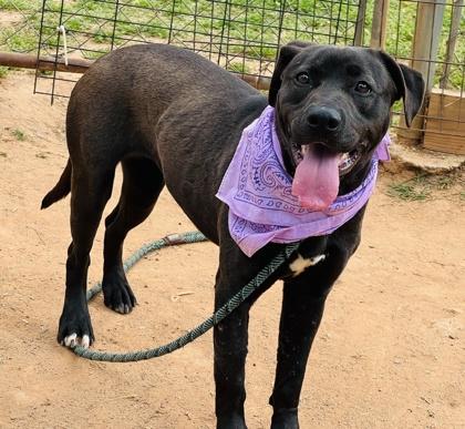Enlarge Symone $85, a Adoptable mixed breed in Seneca, SC image 3/3