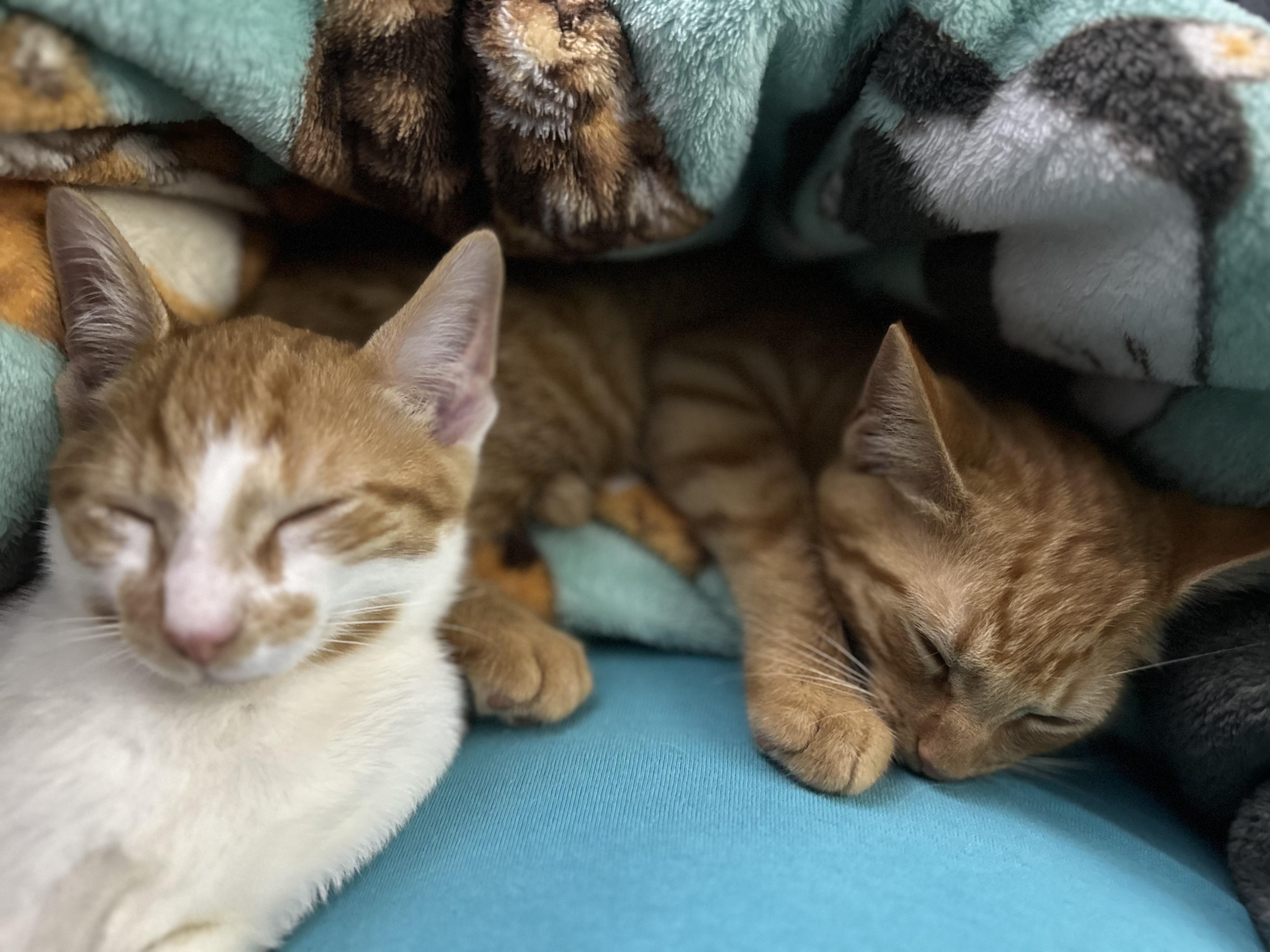 Fargo&Wells, adopted, Kitten Male Domestic Short Hair.
