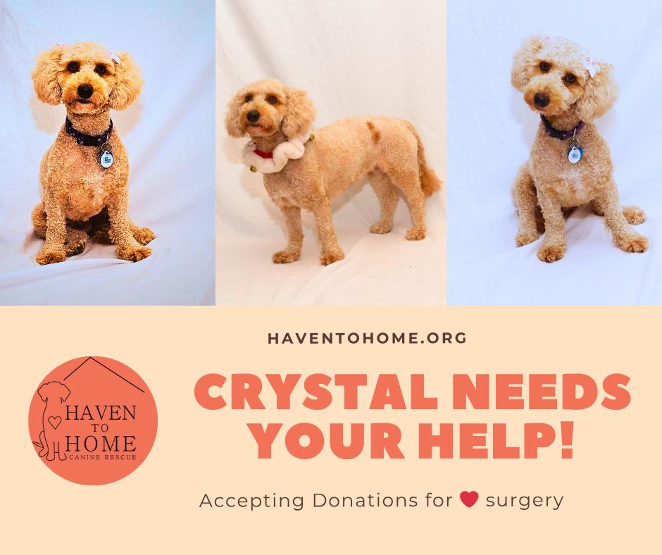 Crystal Belle, Adoptable, Young Female Poodle.