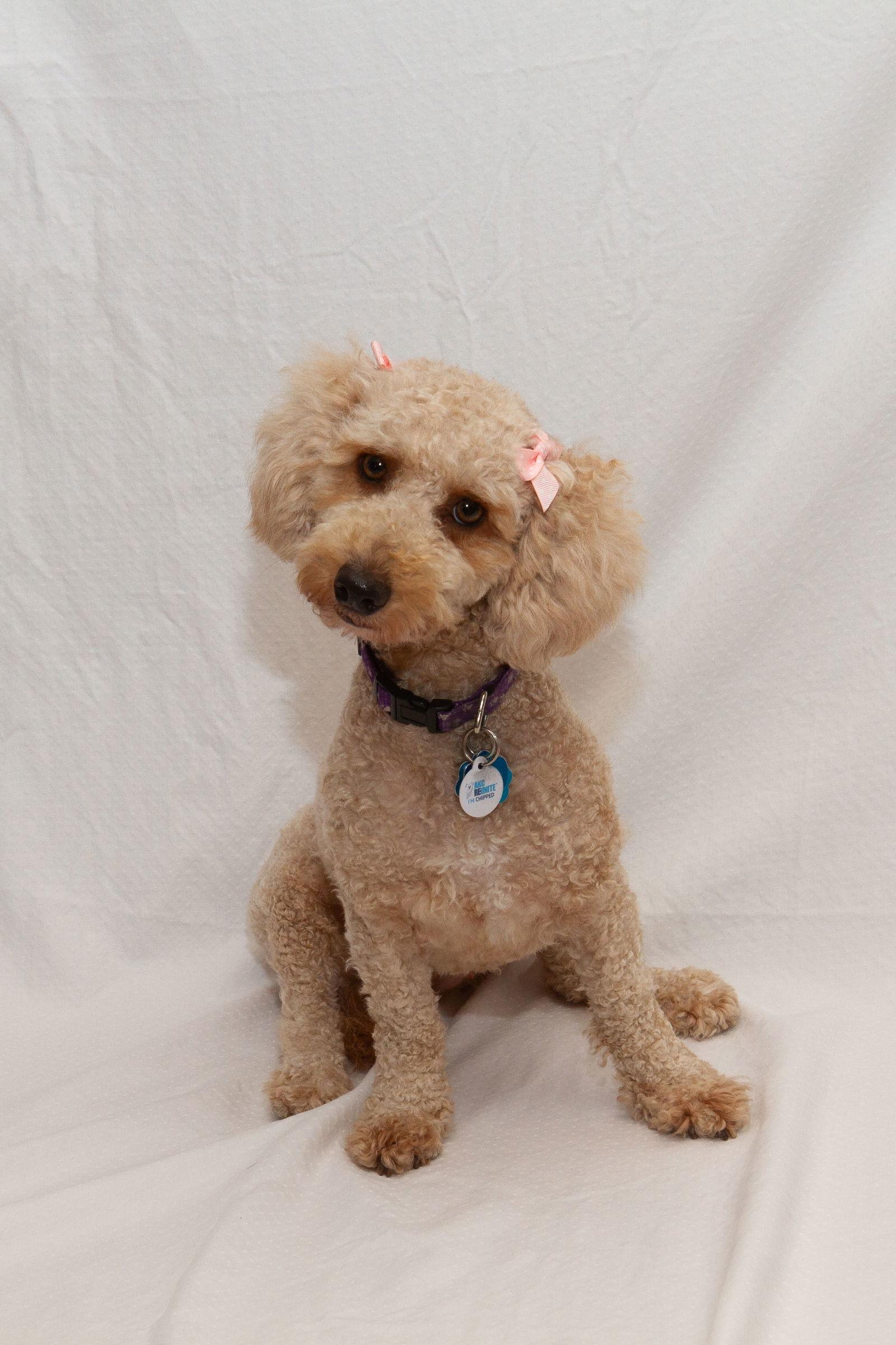 Crystal Belle, Adoptable, Young Female Poodle.