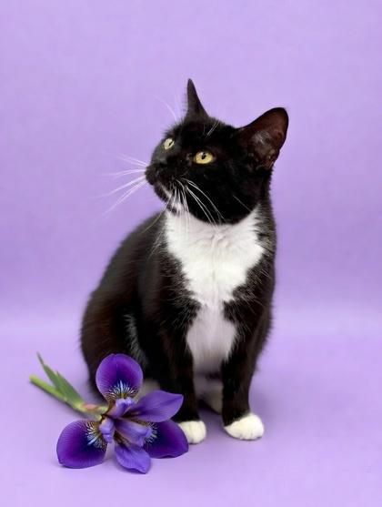 Nancy, Adoptable, Adult Female Domestic Short Hair & Domestic Short Hair.