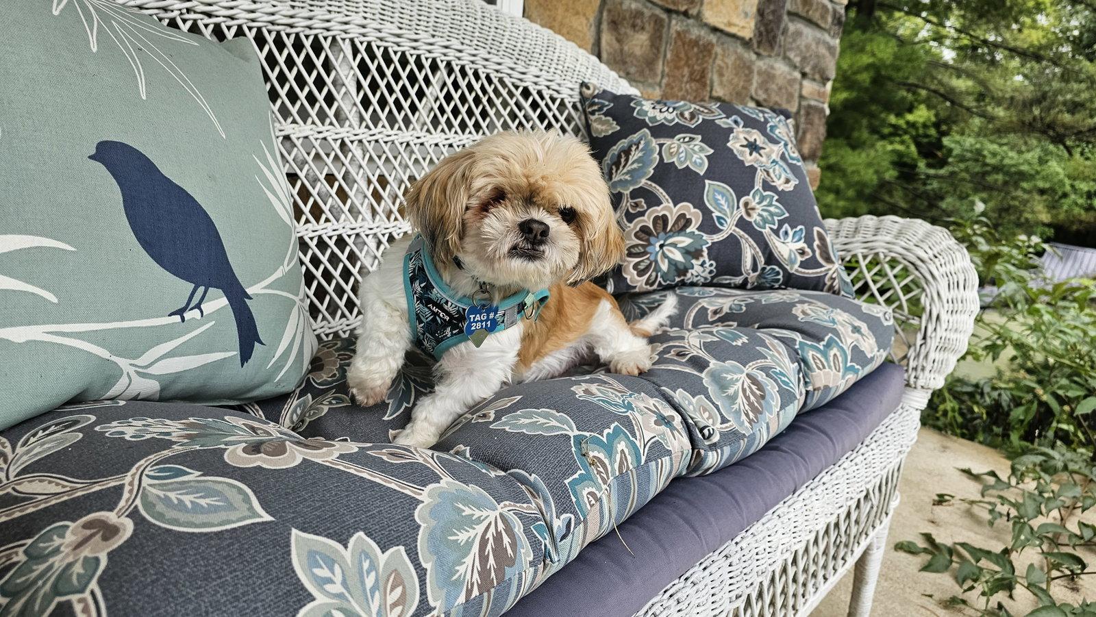 Bridgett - ARR, Adoptable, Senior Female Shih Tzu.