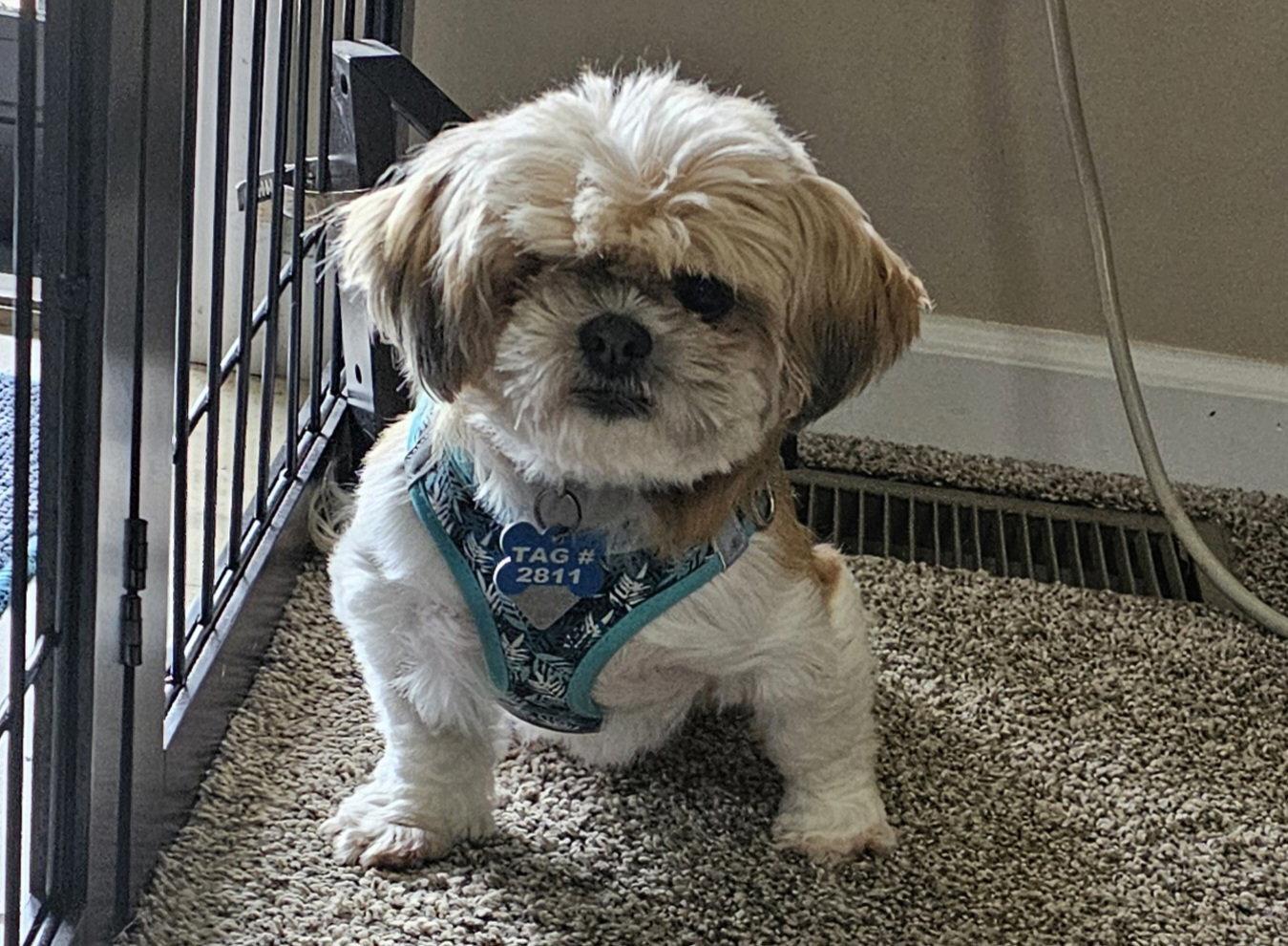 Enlarge Bridgett - ARR, a Adoptable Shih Tzu in Pataskala, OH image 2/3