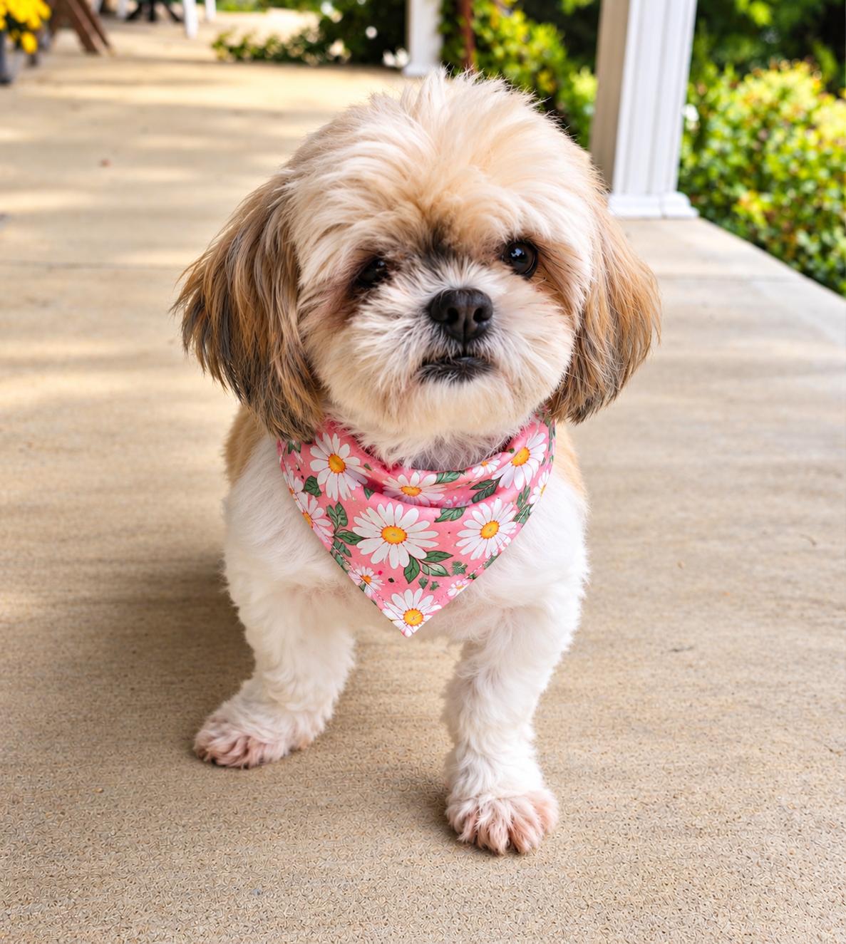 Enlarge Bridgett - ARR, a Adoptable Shih Tzu in Pataskala, OH image 3/3