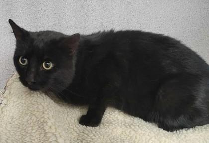 Enlarge Shadow, an adopted mixed breed in Canon City, CO image 1/1