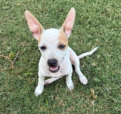 Bunny, Adoptable, Puppy Female Chihuahua.