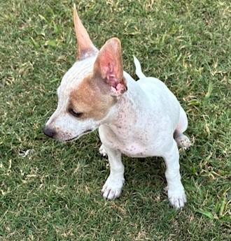 Enlarge Bunny, a Adoptable mixed breed in Burleson, TX image 2/6