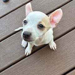 Enlarge Bunny, a Adoptable mixed breed in Burleson, TX image 3/6
