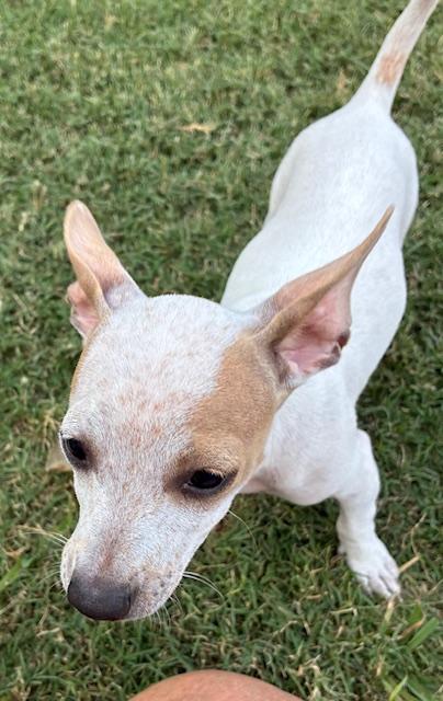 Enlarge Bunny, a Adoptable mixed breed in Burleson, TX image 4/6