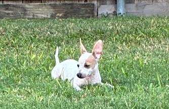 Enlarge Bunny, a Adoptable mixed breed in Burleson, TX image 5/6