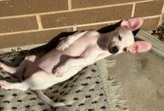 Enlarge Bunny, a Adoptable mixed breed in Burleson, TX image 6/6