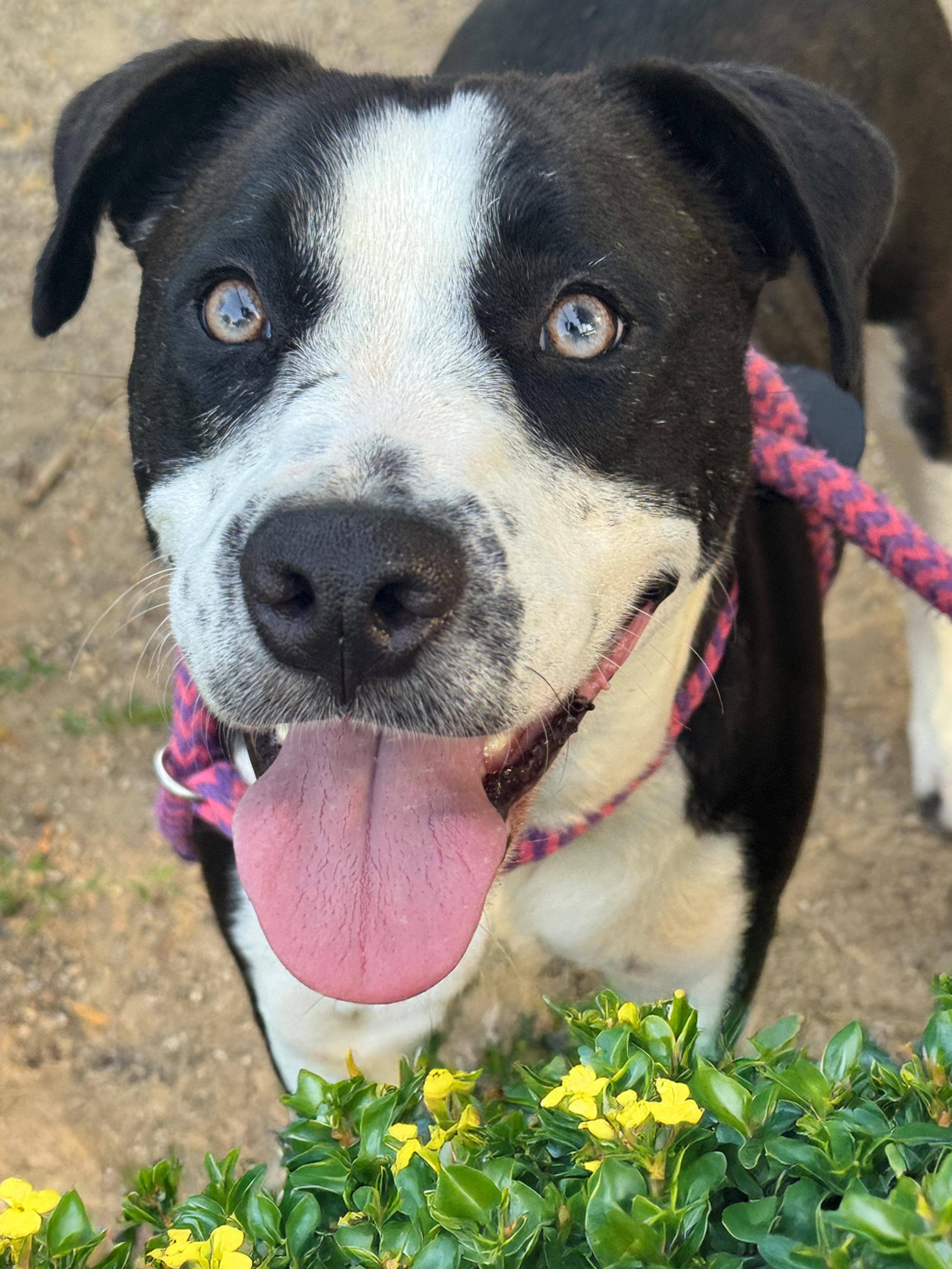 Enlarge Oreo, an adopted mixed breed in Anderson, IN image 2/3